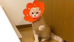 まんまる猫 つむチャンネル Youtube まんまる猫 つむチャンネル Youtube