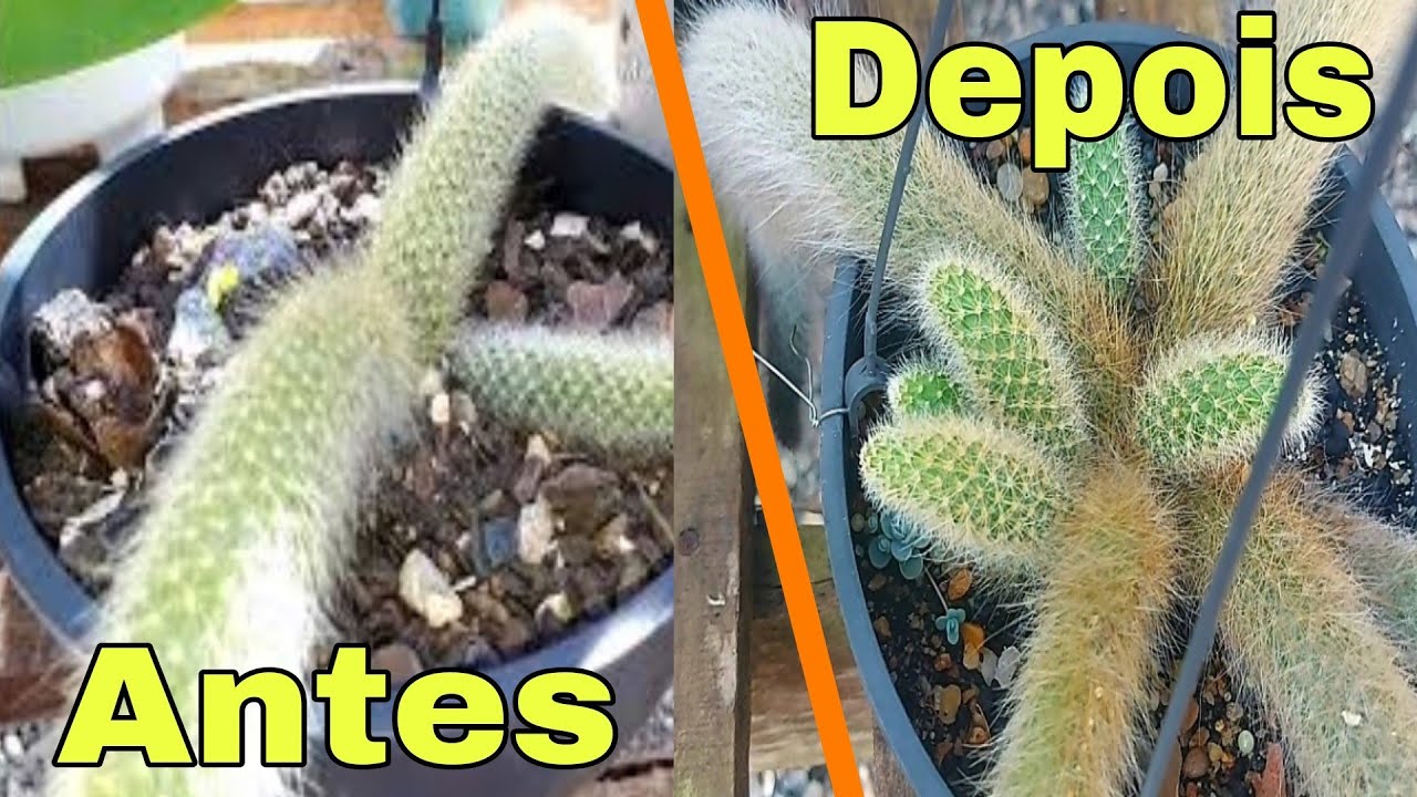 Rabo de macaco! COMO FAZER BROTAR MUITO E TER UM VASO BEM CHEIO