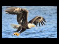 Wildlife photography on bald eagles at Mississippi River, Dam and Lock 14 near Le Clair, IA, Tarmon