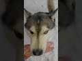 Мої улюбленці!!!
