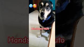 🧿🥰 Handsome Pluto #ytshorts #funny #love #shortvideos