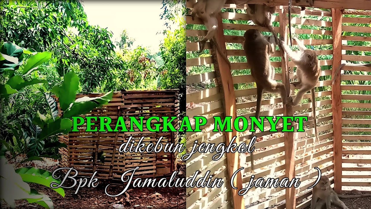 Video alam | PERANGKAP MONYET dikebun jengkol | Bpk jamaluddin ( jaman )