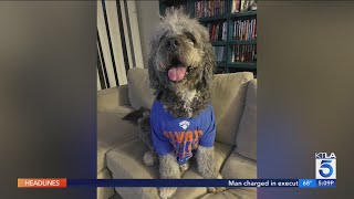 New York Knicks win may have prompted police call that led to fatal shooting of family dog