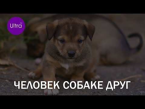 В Рубцовске обустраивается приют для собак Август 2020