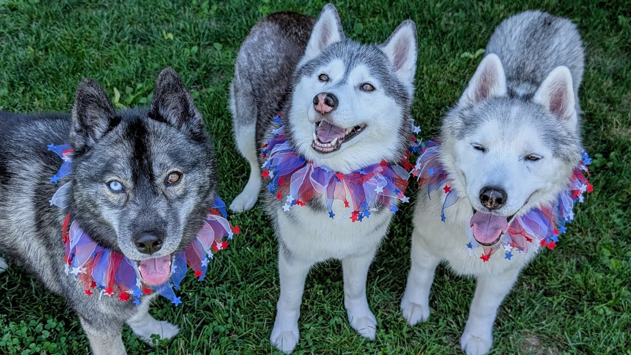 Our Firework-Anxious Husky FINALLY Had a Calm 4th of July