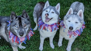 Our Firework-anxious Husky Finally Had A Calm 4th Of July! ❤️