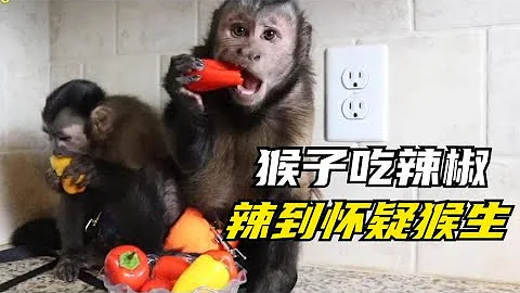 猴子吃辣椒上瘾，当它遇到魔鬼辣椒那一刻，直接被辣到怀疑猴生 #动物世界 #自然传奇 #大自然 #动物 #动物故事 #野生动物 #动物反杀 #万物有光 - 天天要闻
