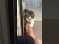 猫に噛まれ続けても我慢してみたら最悪の事態に…😹 #shorts
