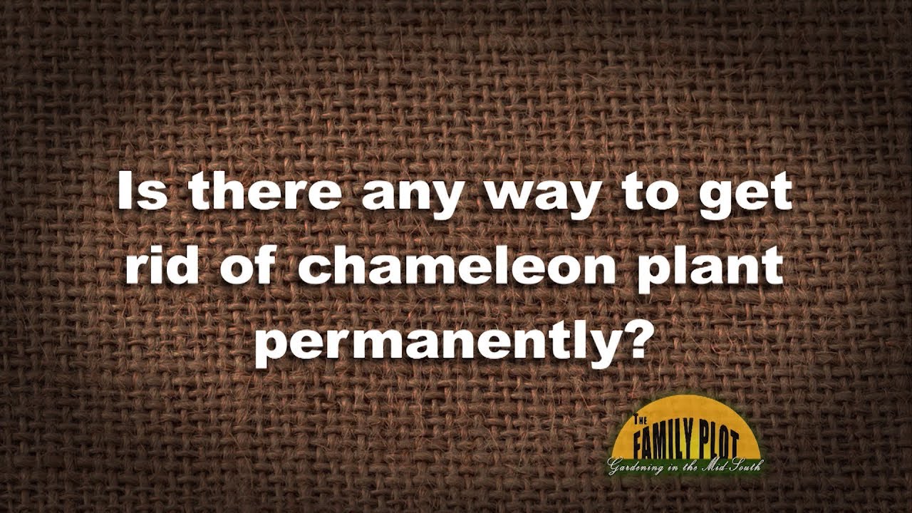 Q&A How do I get rid of chameleon plant? YouTube