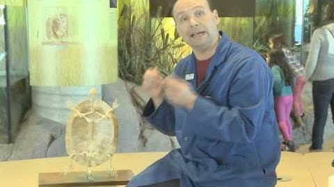 Cool Science - Turtle Biology 101