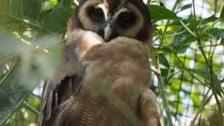 1040813台北市動物園褐林鴞