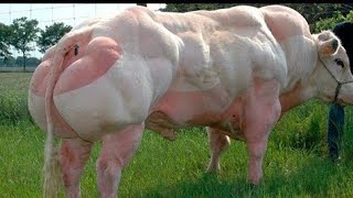 देखो बॉडीबिल्डर गाय__दुनिया की सबसे अजीब गायें___The world's biggest