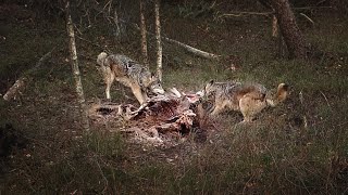 The Moose that fed a forest: a Brown Bear’s hunt and its consequences [Captions]