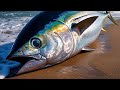 Precision Cuts❗🔥 Yellowfin Tuna Cutting Skills like a Pro in Sorong city