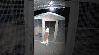 Not on My Watch: A Dog's Zero-Tolerance Policy for Skunks