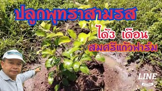 ปลูกพุทรา สามรส ที่สมศรีแก้วฟาร์ม : ดัง ดวงดี channel