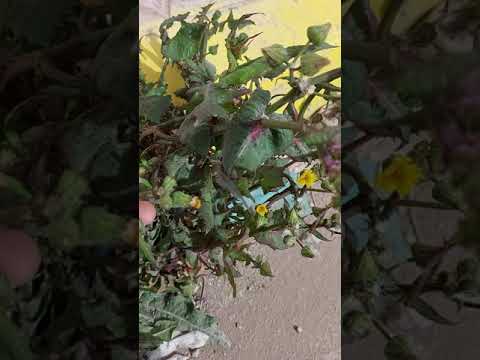 فيديو: نباتات عشبة الهندباء: نصائح حول زراعة الهندباء