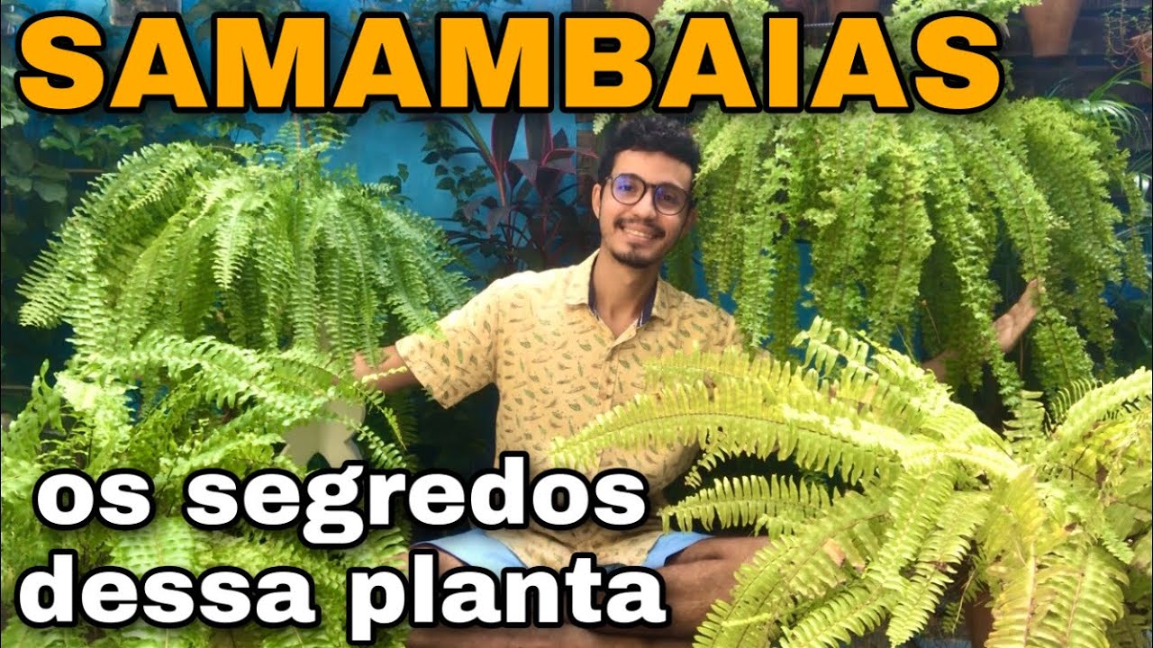 🌿 SAMAMBAIAS - os segredos para cuidar em casa