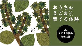 おうちdeえごま育てる体験（えごまの実の収穫方法）