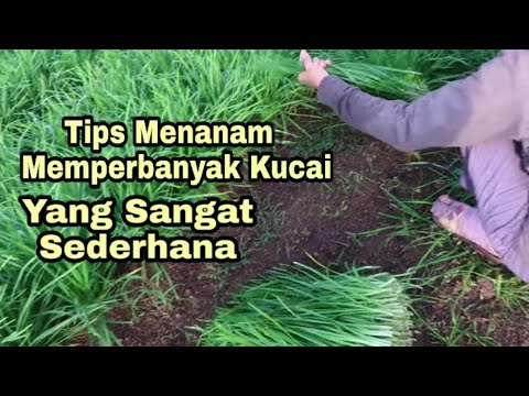 Video: Memanen Dan Menyimpan Kucai - Kapan Dan Cara Memanen Kucai