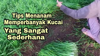 Cara Menanam Kucai Yang Sangat Sederhana
