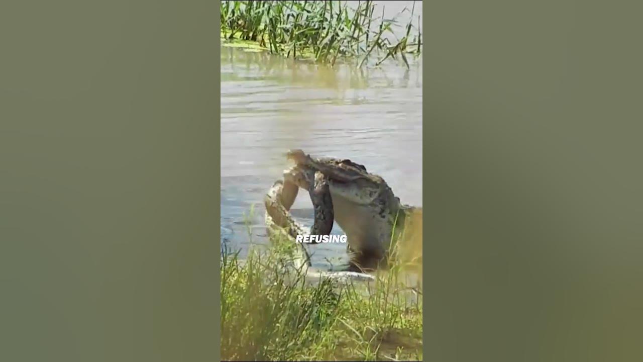 Giant Python Attacks Crocodile—What Happens Next?! [Jaw-Dropping] - YouTube
