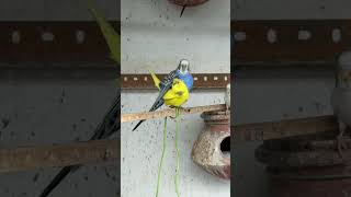 Budgies Breeding Progress 2025 💙💛 Resimi