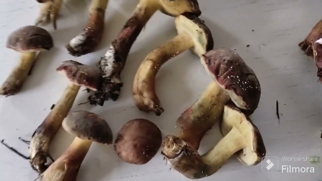 Збираємо гриби в Києві. Польські, маслята, парасольки та інші види грибів у Київській області.