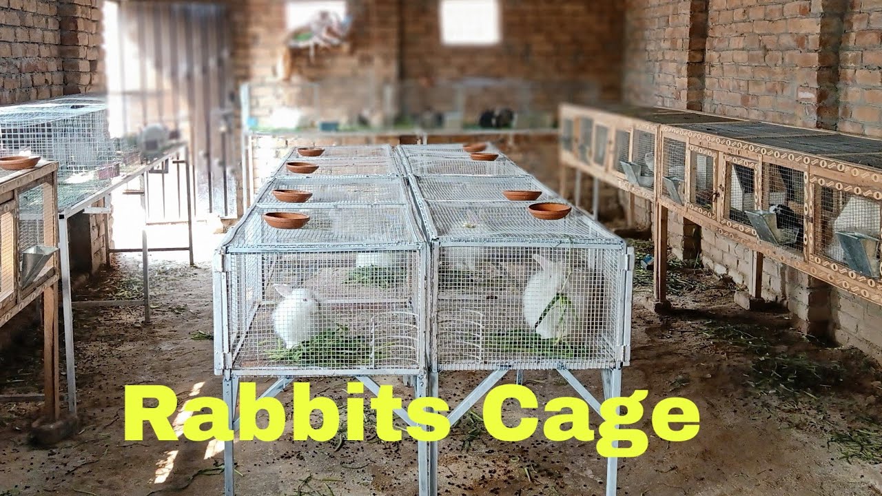 Rabbit cage video YouTube