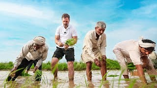खेतों में धान की रोपाई | भारत जोड़ते किसान  Part 1 | Haryana Farmers | Rahul Gandhi