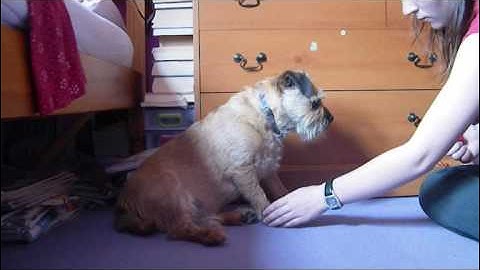 Training dogs to love paw touches