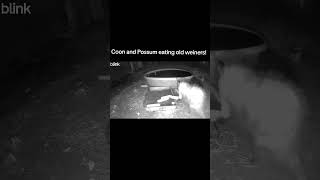 Coon and Possum eating old weiner! #urbananimalcam #raccoon #possum