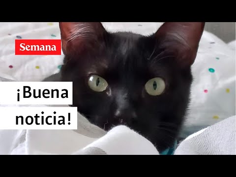 Colombia tendría esterilizaciones gratuitas para perros y gatos | Semana