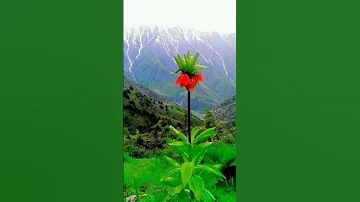 الصوت رعد والزفیر صھیل نشید جمیل لا تنسوا الاشتراک 