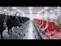Inside the American Wagyu Beef Industry – How Premium Cattle Create World's Best Meat (Full Process)