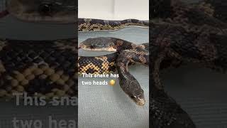 This Two-Headed Snake is Heading Back to Texas #shorts