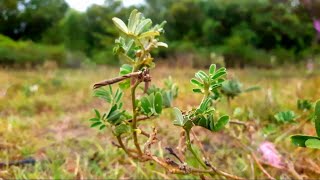 Video Alam Tanpa Musik | Alam Sekitar | Perjalananku