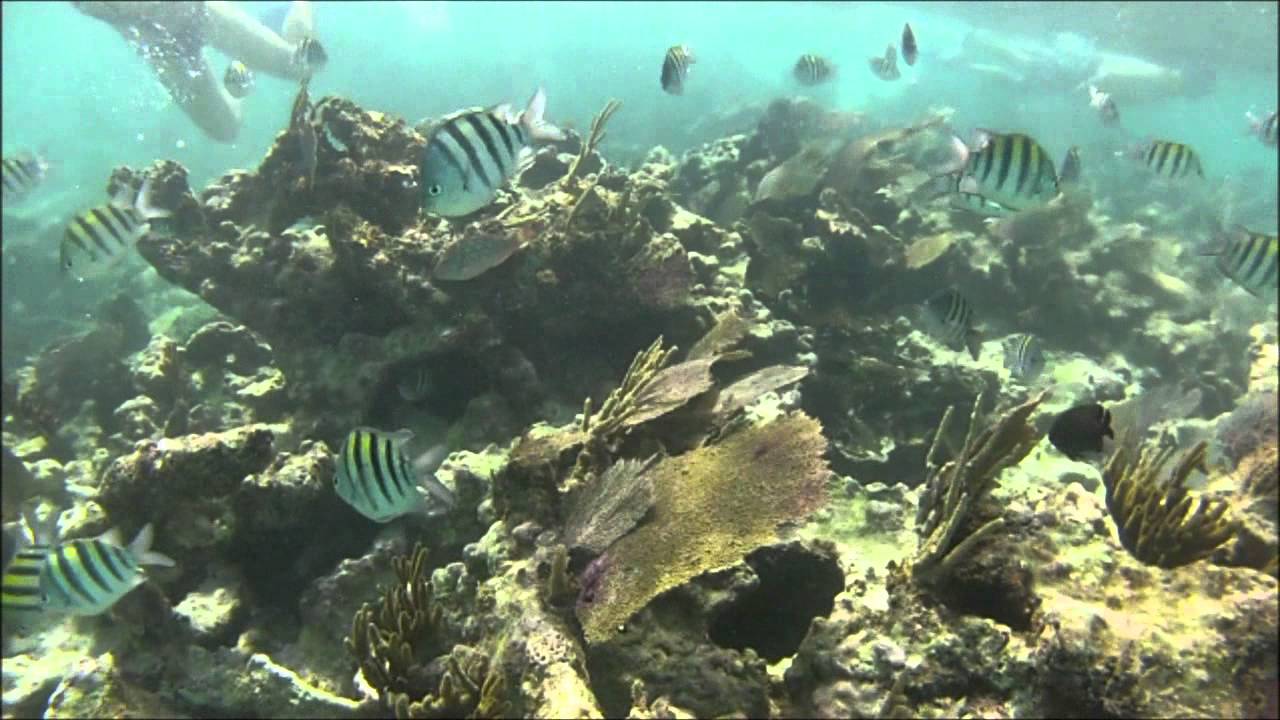Snorkeling Riviera Maya YouTube Snorkeling Riviera Maya YouTube