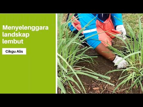 Video: Ubi Jalar Pagi (31 Foto): Menanam Benih Dan Merawat Tanaman Abadi, Digunakan Dalam Reka Bentuk Lanskap Dan Tumbuh Di Dalam Rumah, Varietas Dengan Daun Berukir