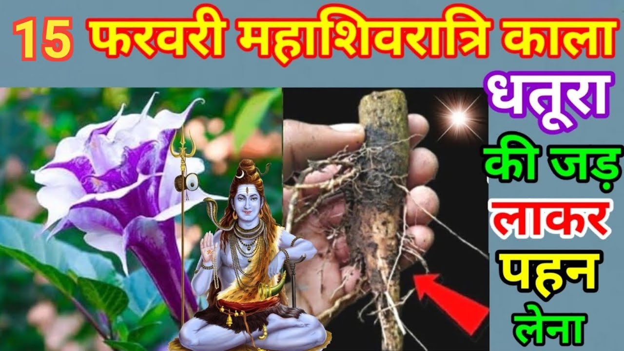 15 फरवरी महाशिवरात्रि के दिन काला धतूरा की जड़ लाकर पहन लेना 😱बन जाओगे करोड़पति धनवान #mahashivratri