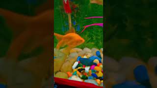 cute Fish vlogs 😍 viral fish