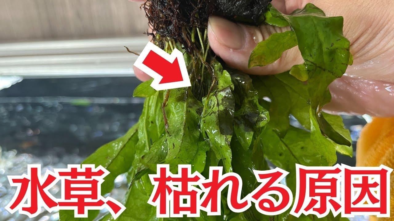 水草はこれをするだけで効果絶大です
