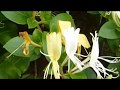 European honeysuckle - Lonicera periclymenum - Skógartoppur - Klifurtoppur - Garðplanta