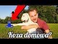 CIEKAWOSTKI O HODOWLI KOZY W DOMU