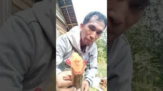 BAJAKAH KALALAWIT ASLI DAN PENGENALAN KULITNYA