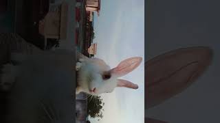So cute 😅😅.. || My Cute Bunny Cuteness || #mybunny #bunnyreaction #rabbit #babyanimals #bunny