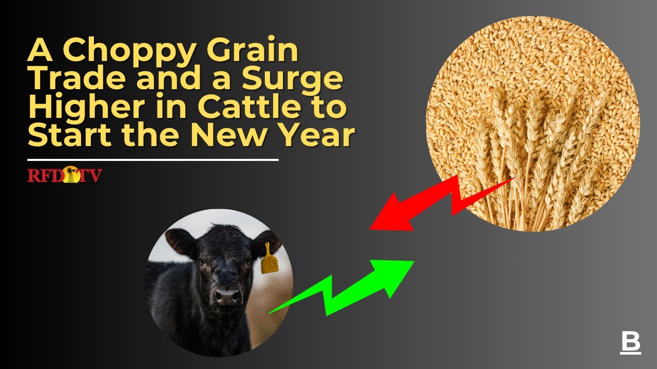A Choppy Grain Trade and a Surge Higher in Cattle to Start the New Year