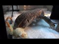 サバンナモニターの食事風景 Savannah Monitor Feeding