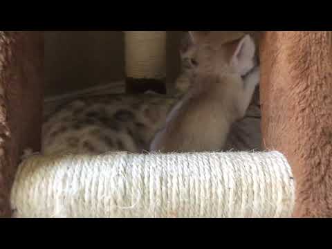 Fennec fox baby annoying its foster cat mom