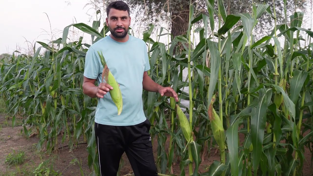 American sweetcorn मात्र 90 दिन मे करे harvesting कमाए अच्छा पैसा💸#miniisraelfarmer #agriculture 